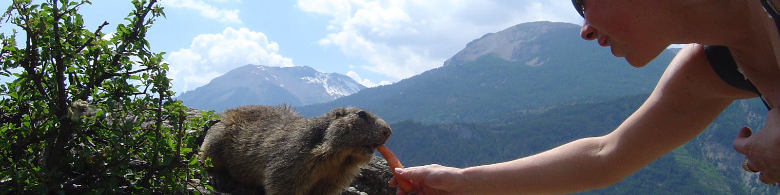 Marmotte à Mondauphin<span class= txtPlusPetit > © Club Alpes Pyrénées</span>